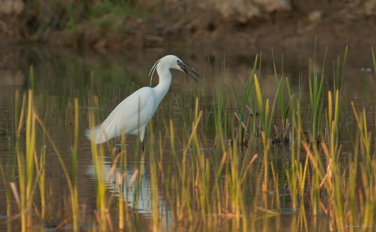 un gambero di traverso