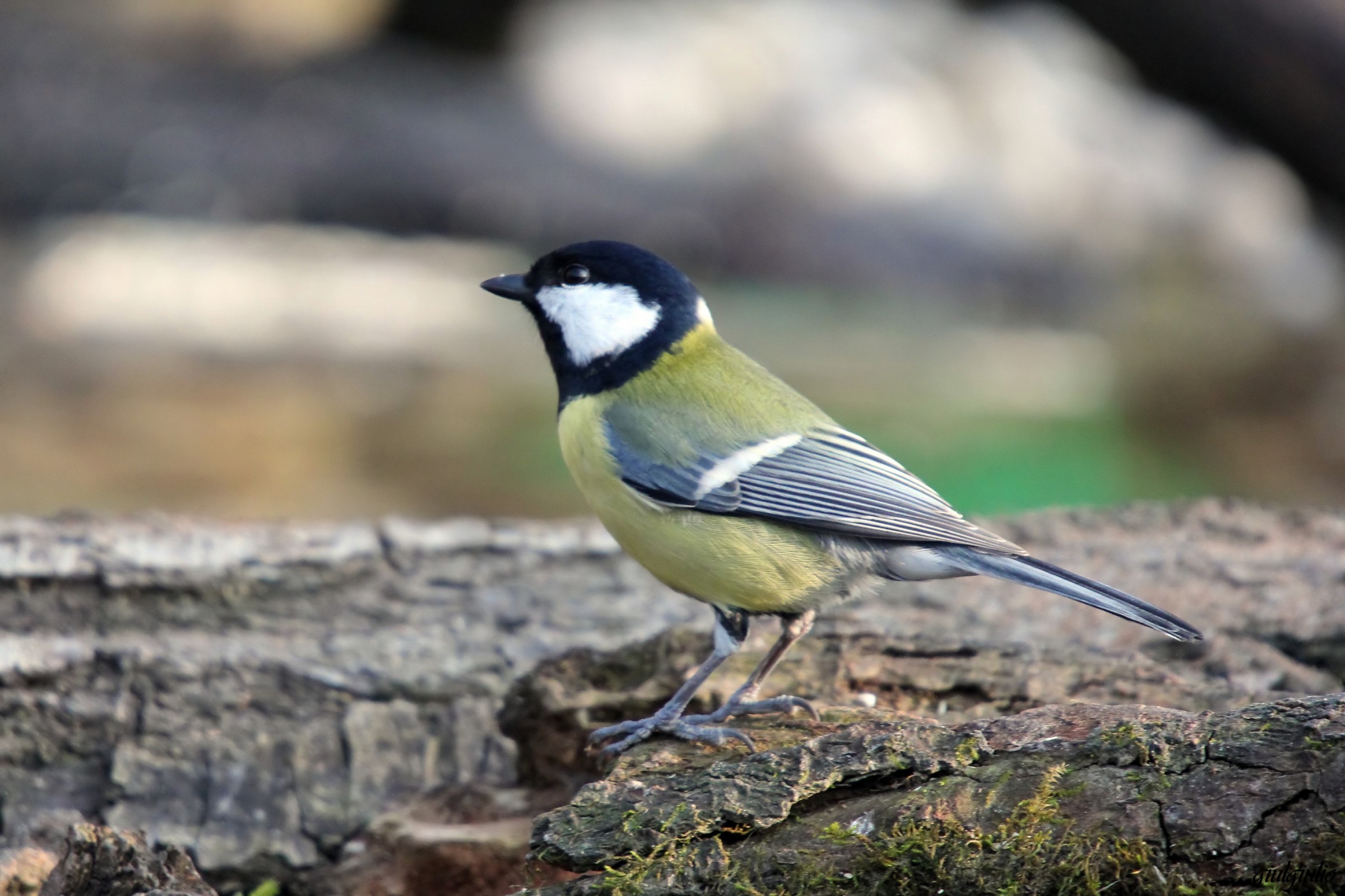 great tit