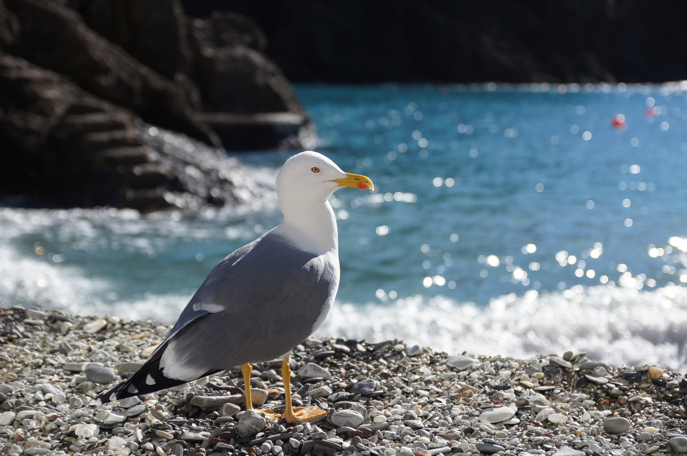seagull friendly ...