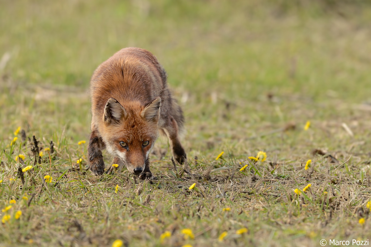 sento un profumino.....