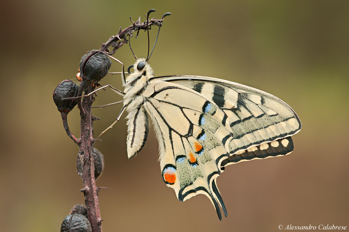 Papilio machaon