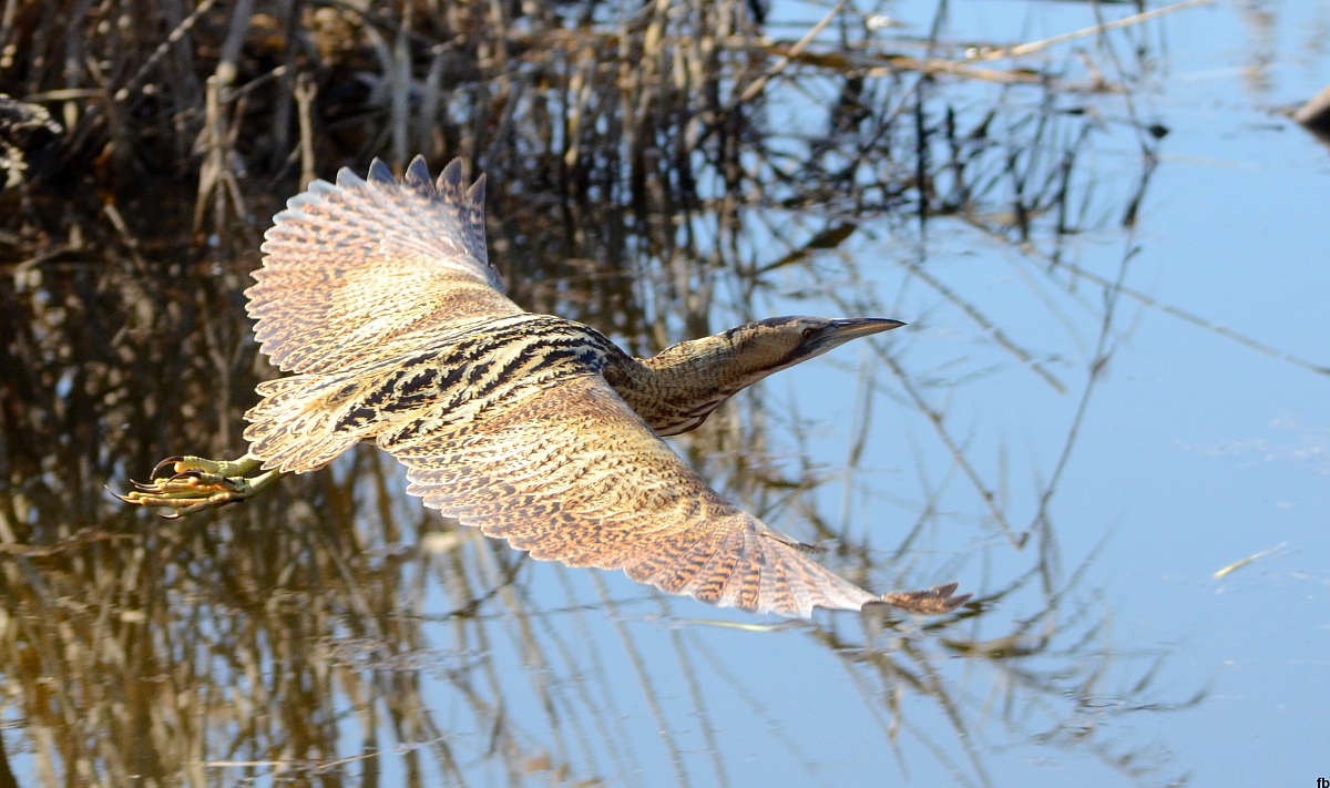 la planata del tarabuso