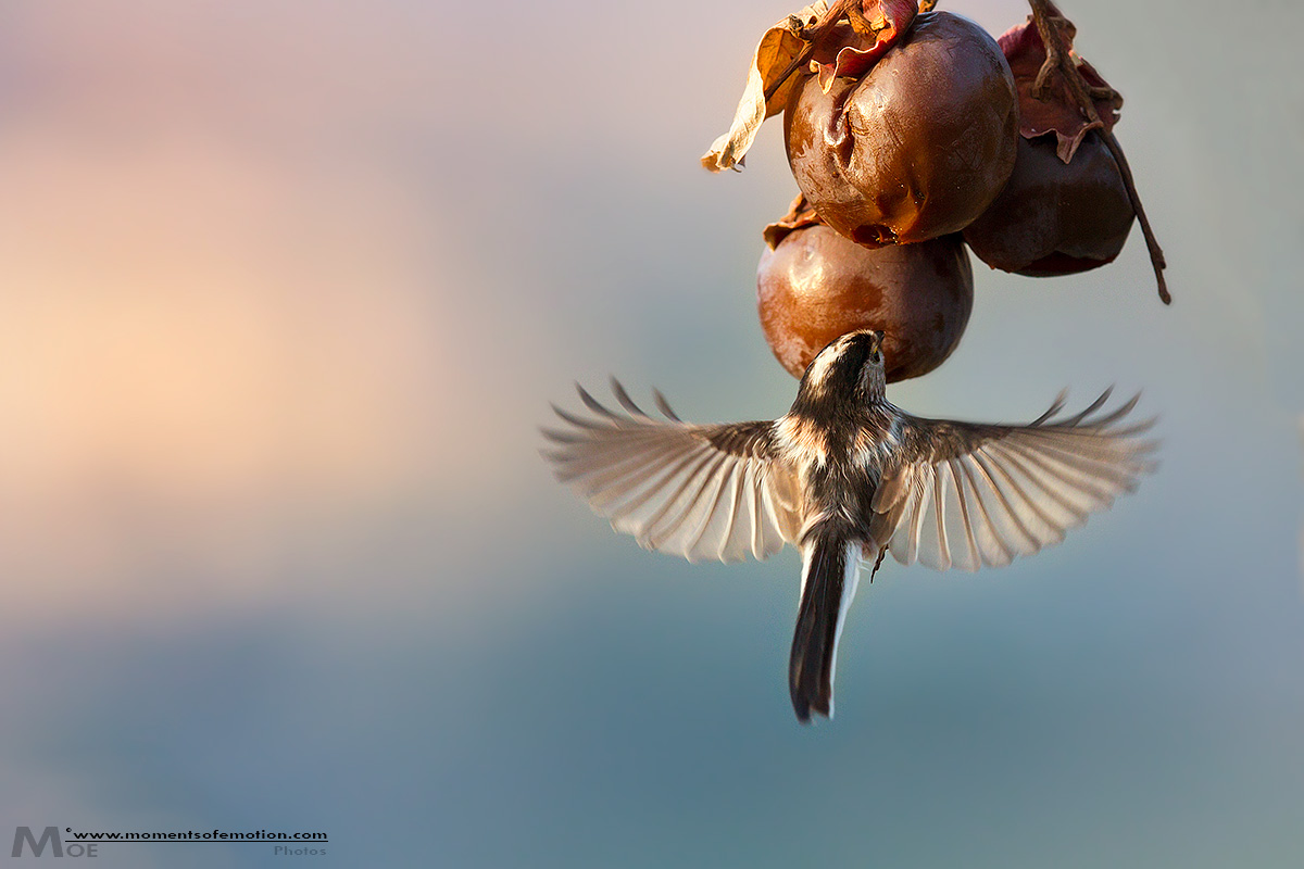 Verso un pieno di Zuccheri al calar del sole