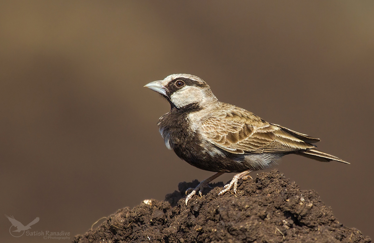 Ashy-crowned Sparrow Lark: male.