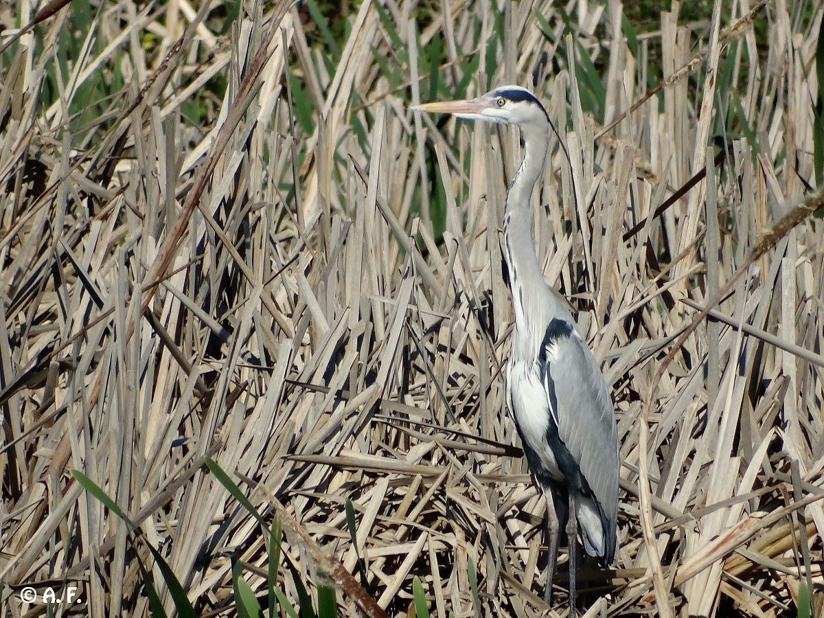 Grey Heron
