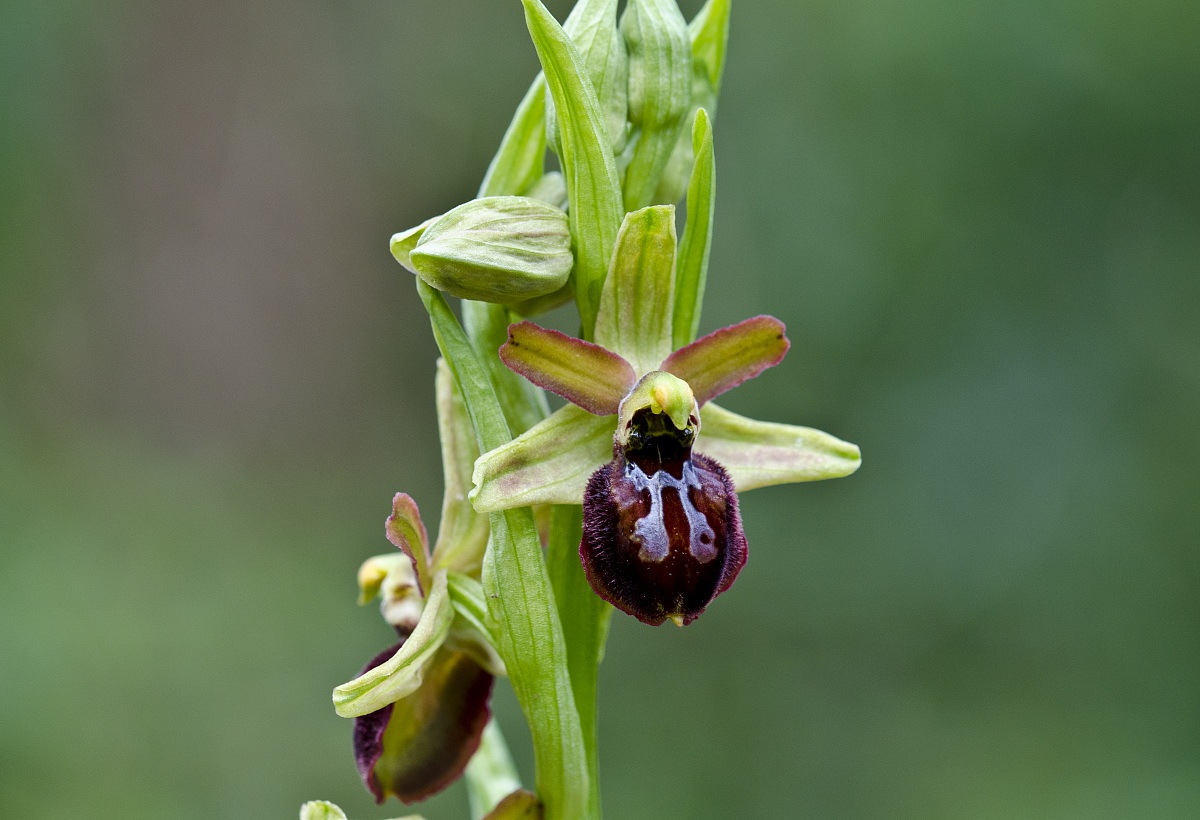 Ophrys sphegodes