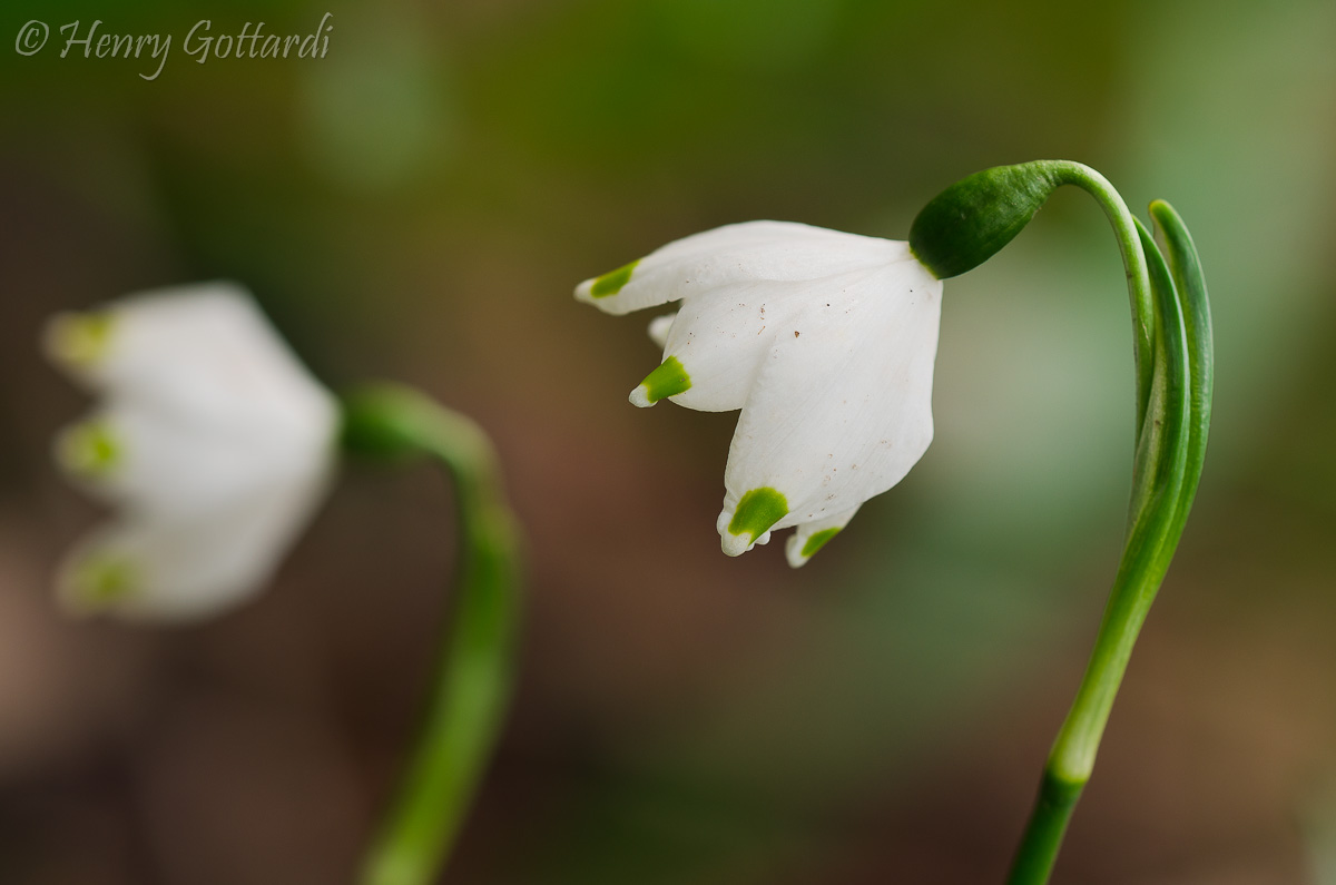 Leucojum vernum
