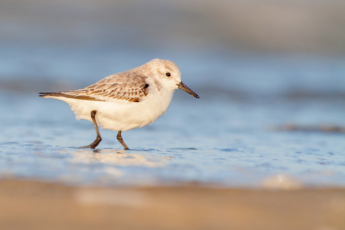 Sandpiper