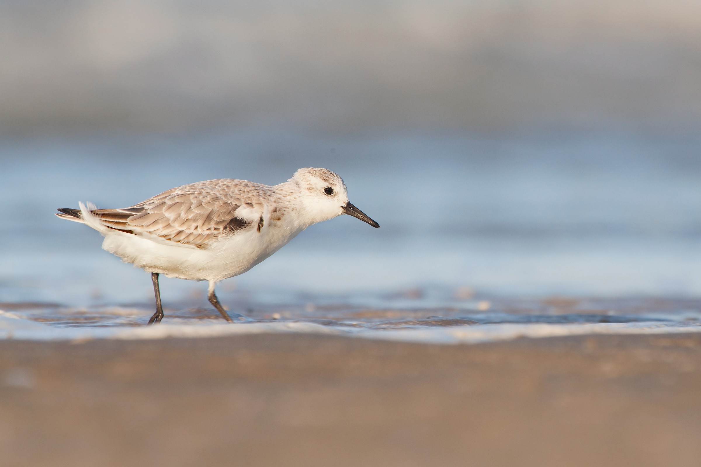 Sandpiper