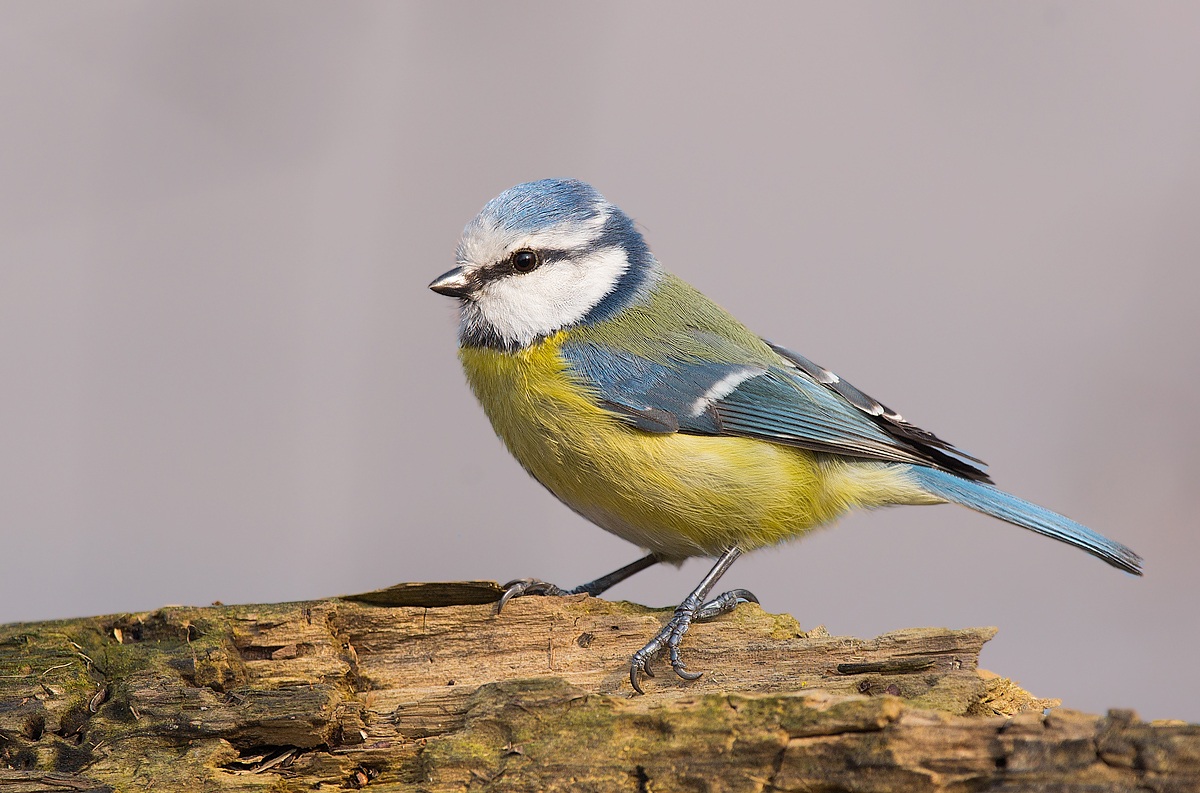 Cinciarella primaverile...