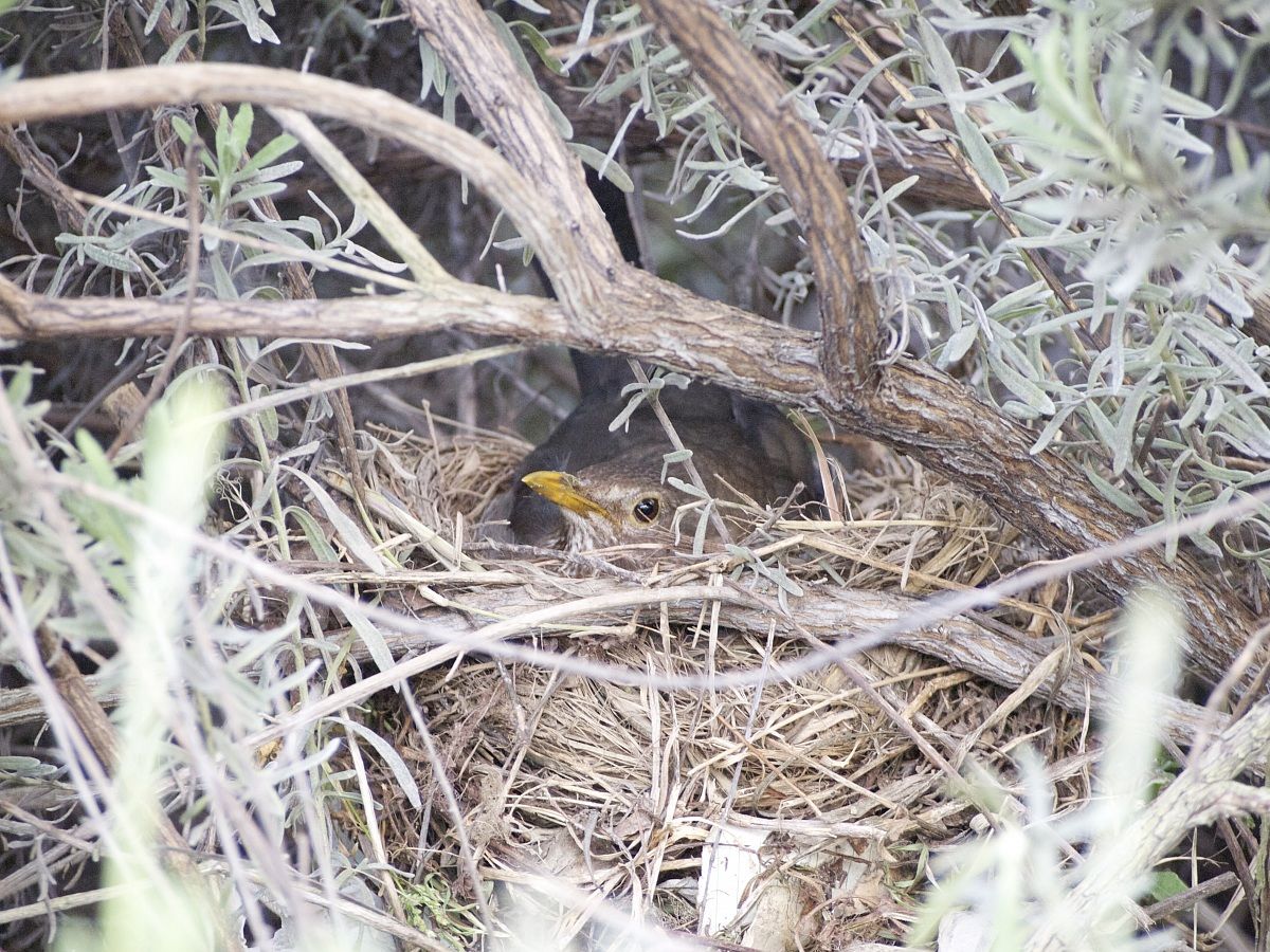 Hen blackbird