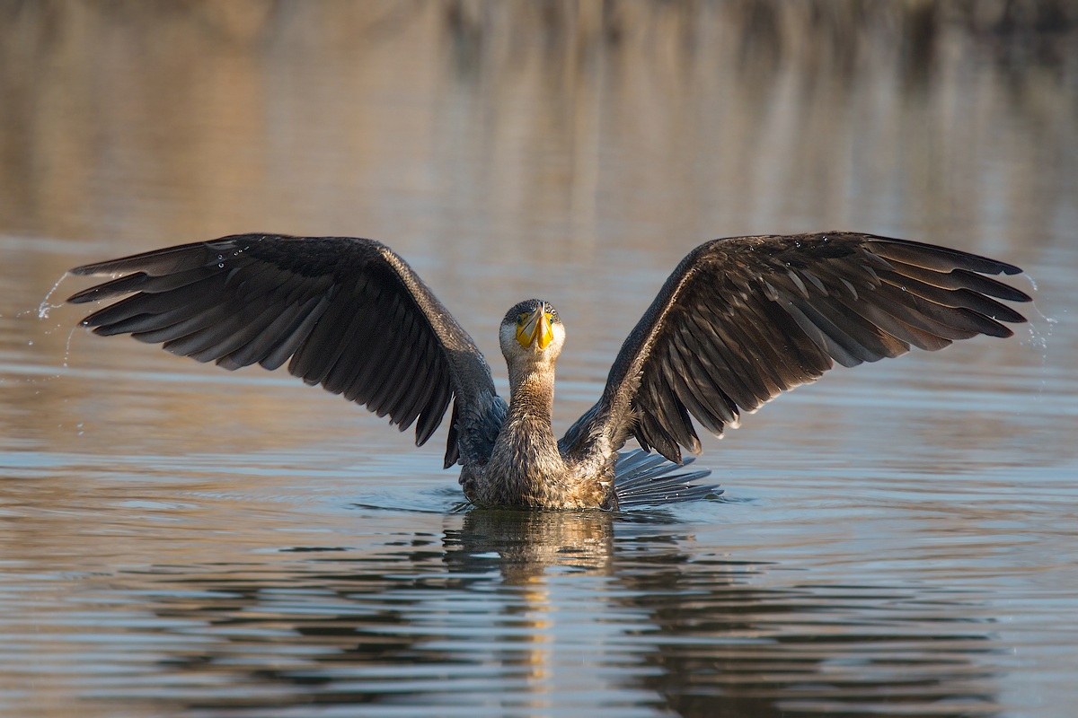 Cormorano impettito