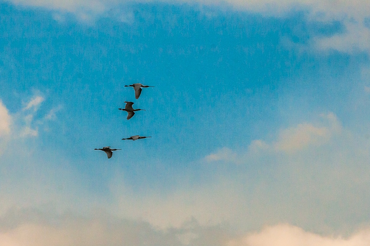 spoonbills in flight