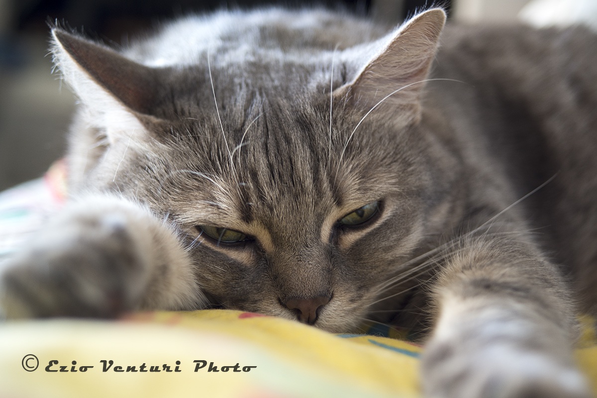 :: lasciarmi dormire in pace nooo ?? ::