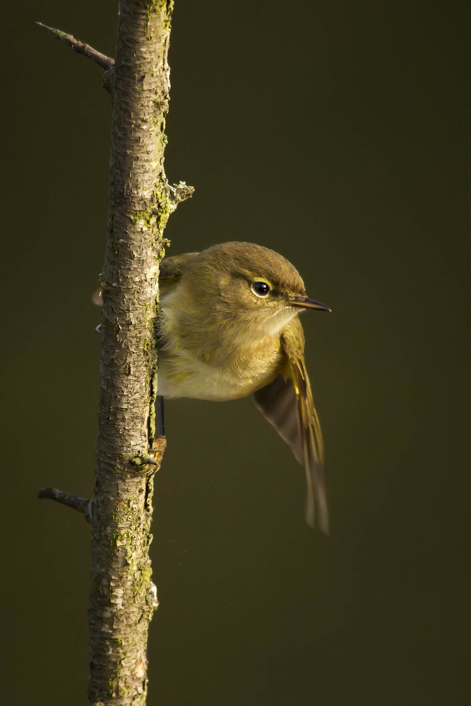lui piccolo all'alba