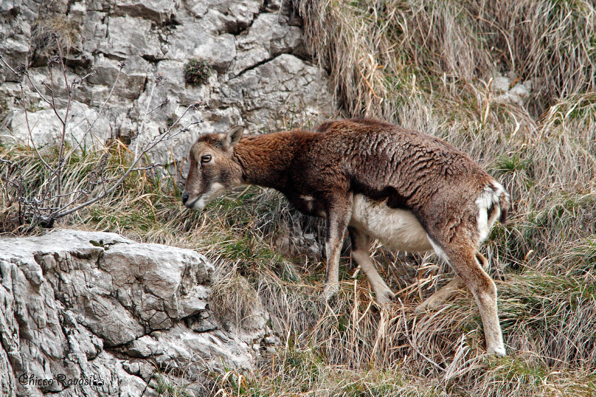 Muflone femmina.