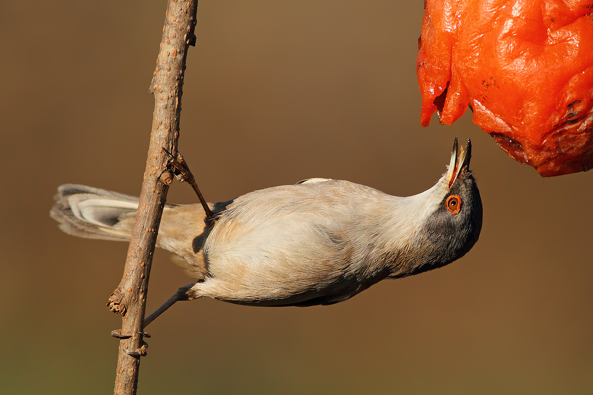 Occhiocotto (femmina)