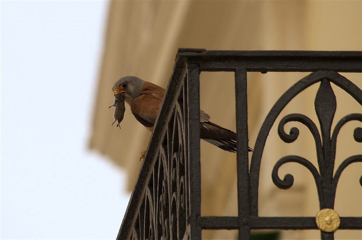Kestrel with prey