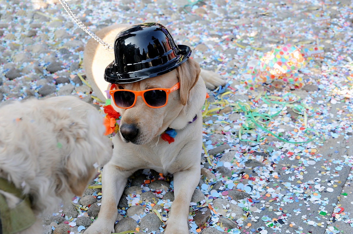 Discourse between dogs