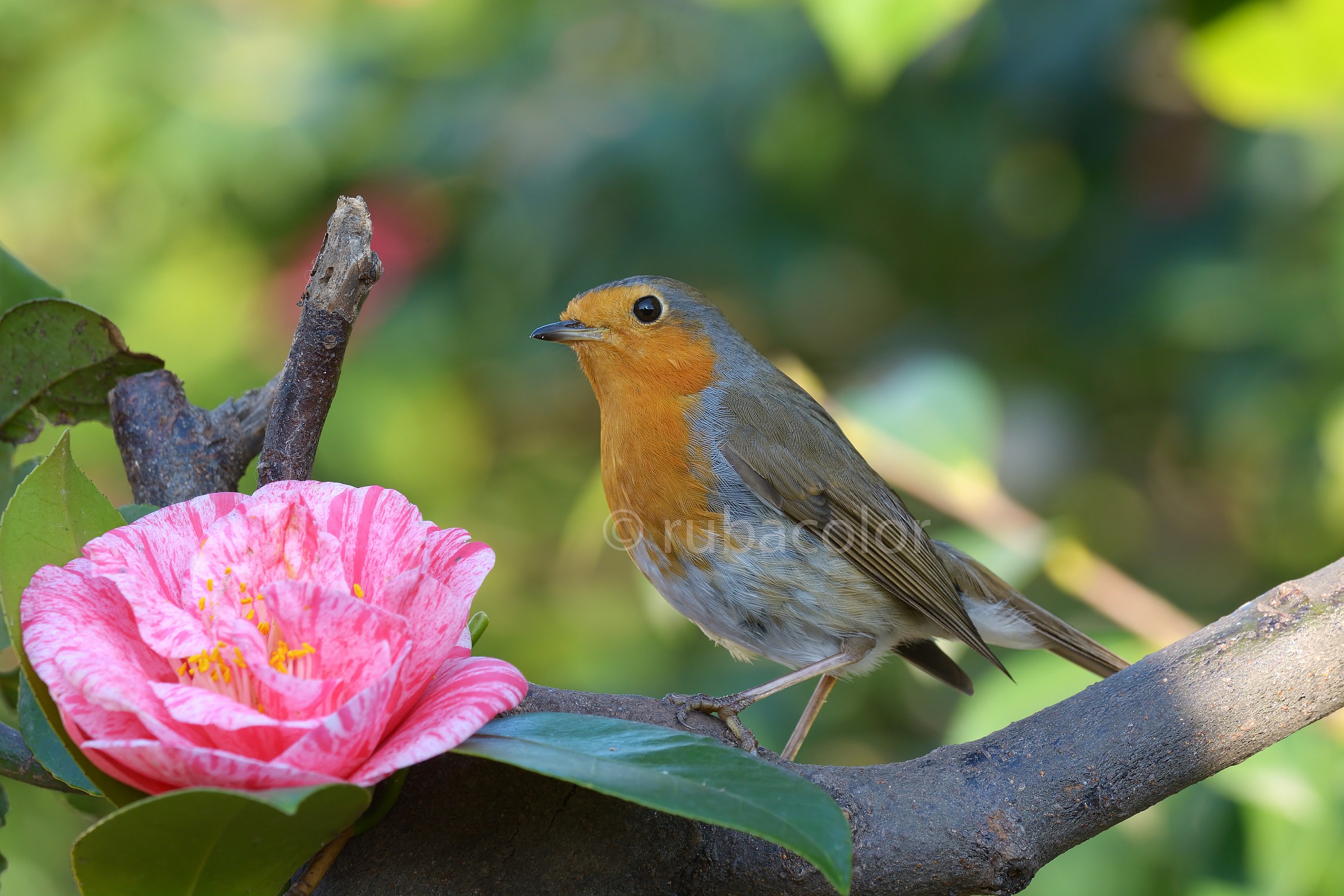 Robin and camellias