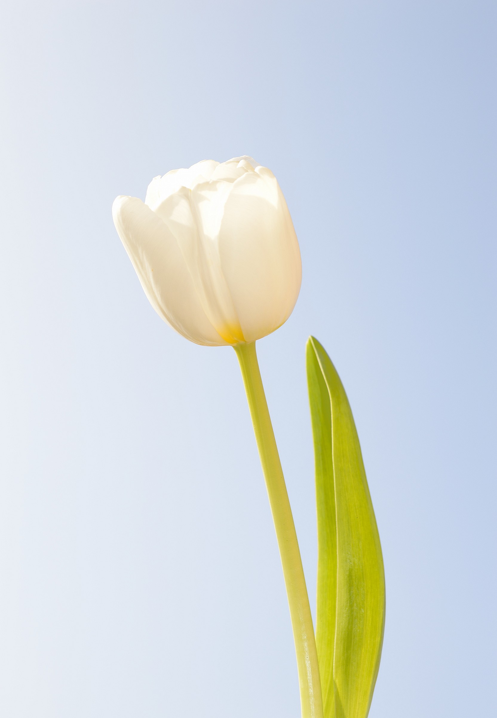 white tulip
