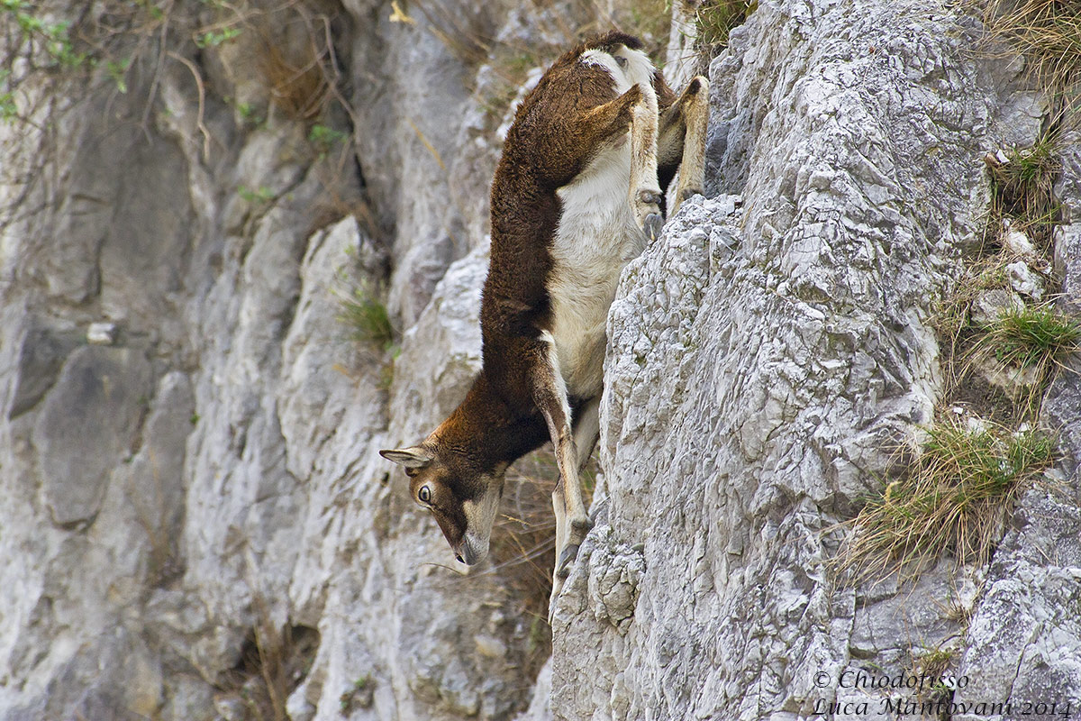 Muflone - Lezione d'alpinismo: la discesa!