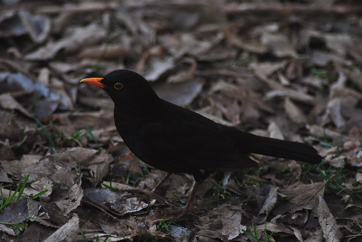Blackbird