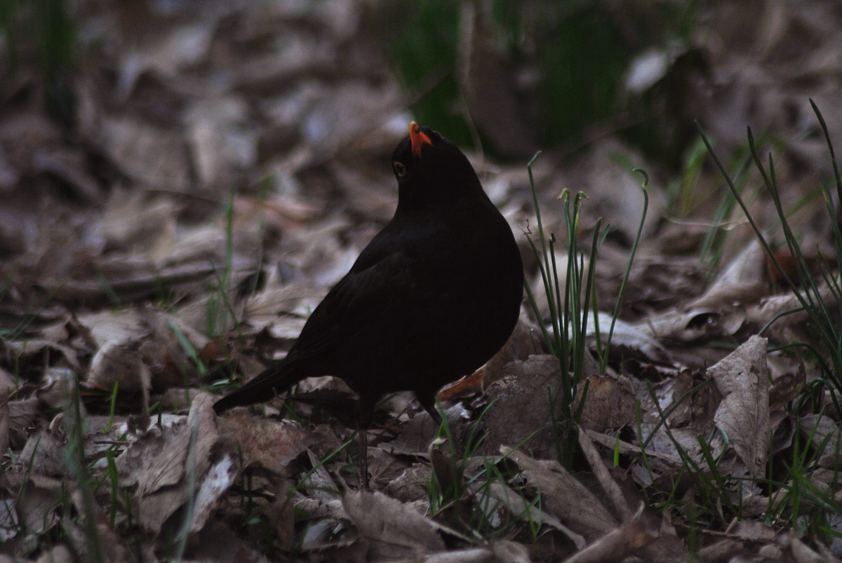 Blackbird