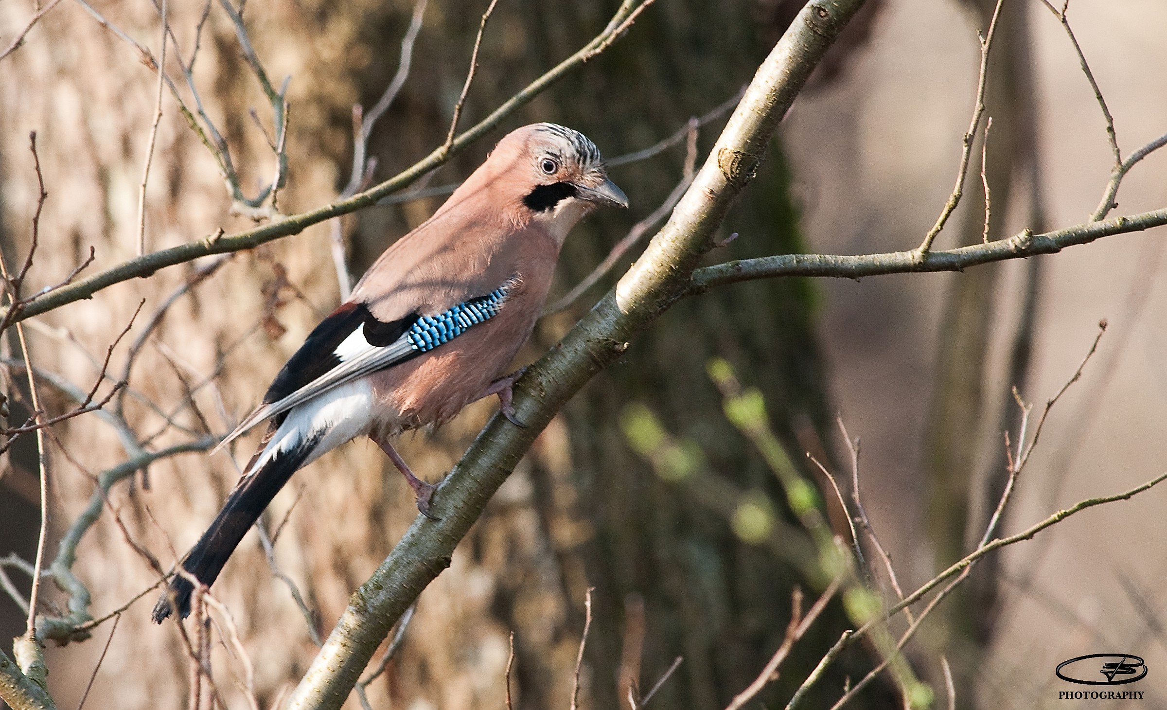 my first jay