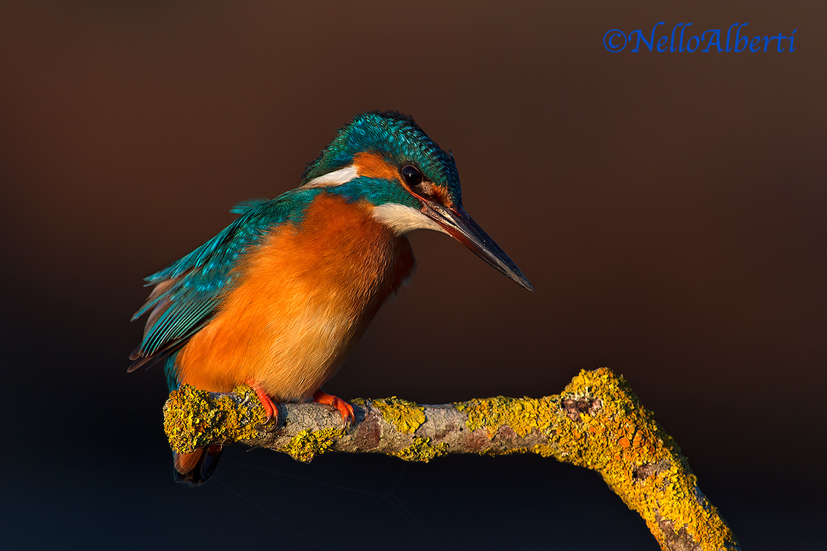 The light of the sunset!