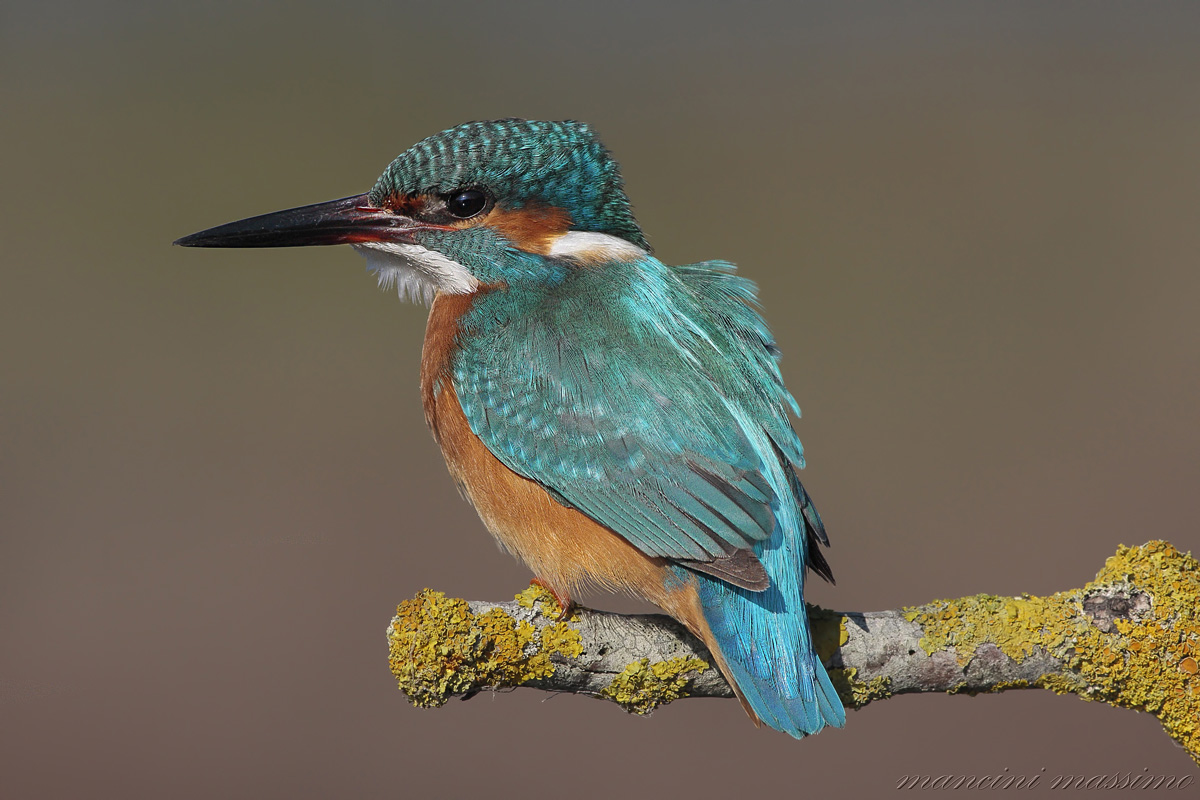 Martin pescatore(Alcedo atthis)