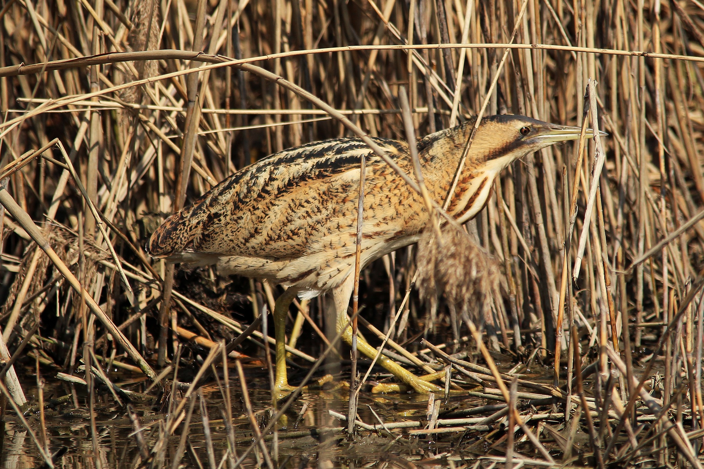 Tarabuso a passeggio