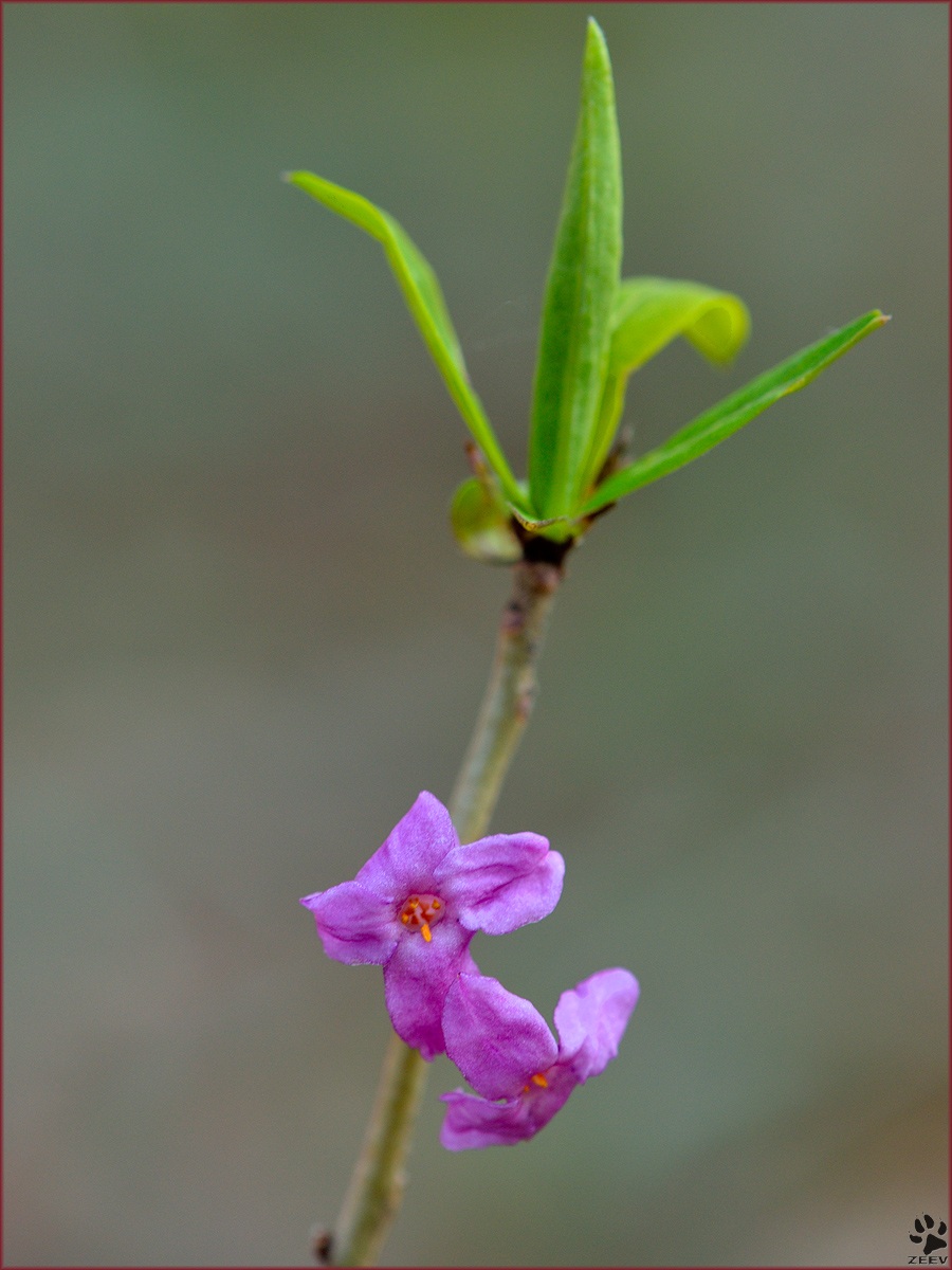 Daphne mezereum