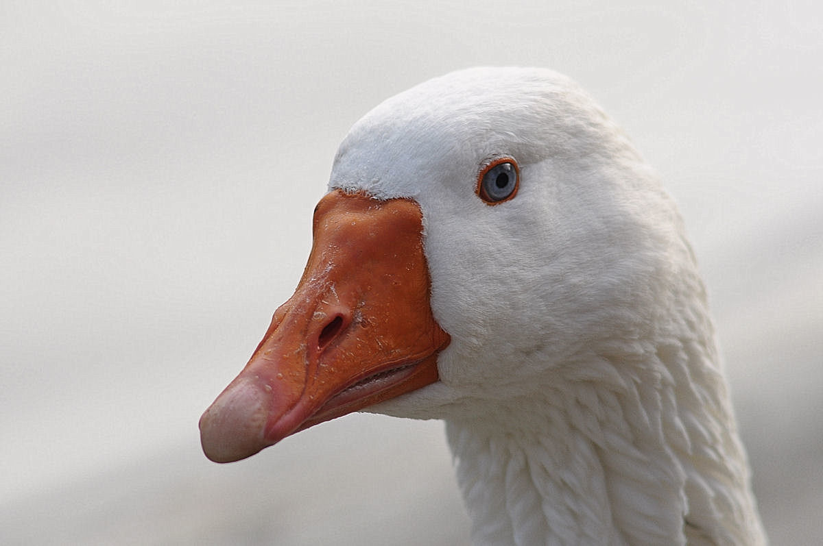 Curious goose