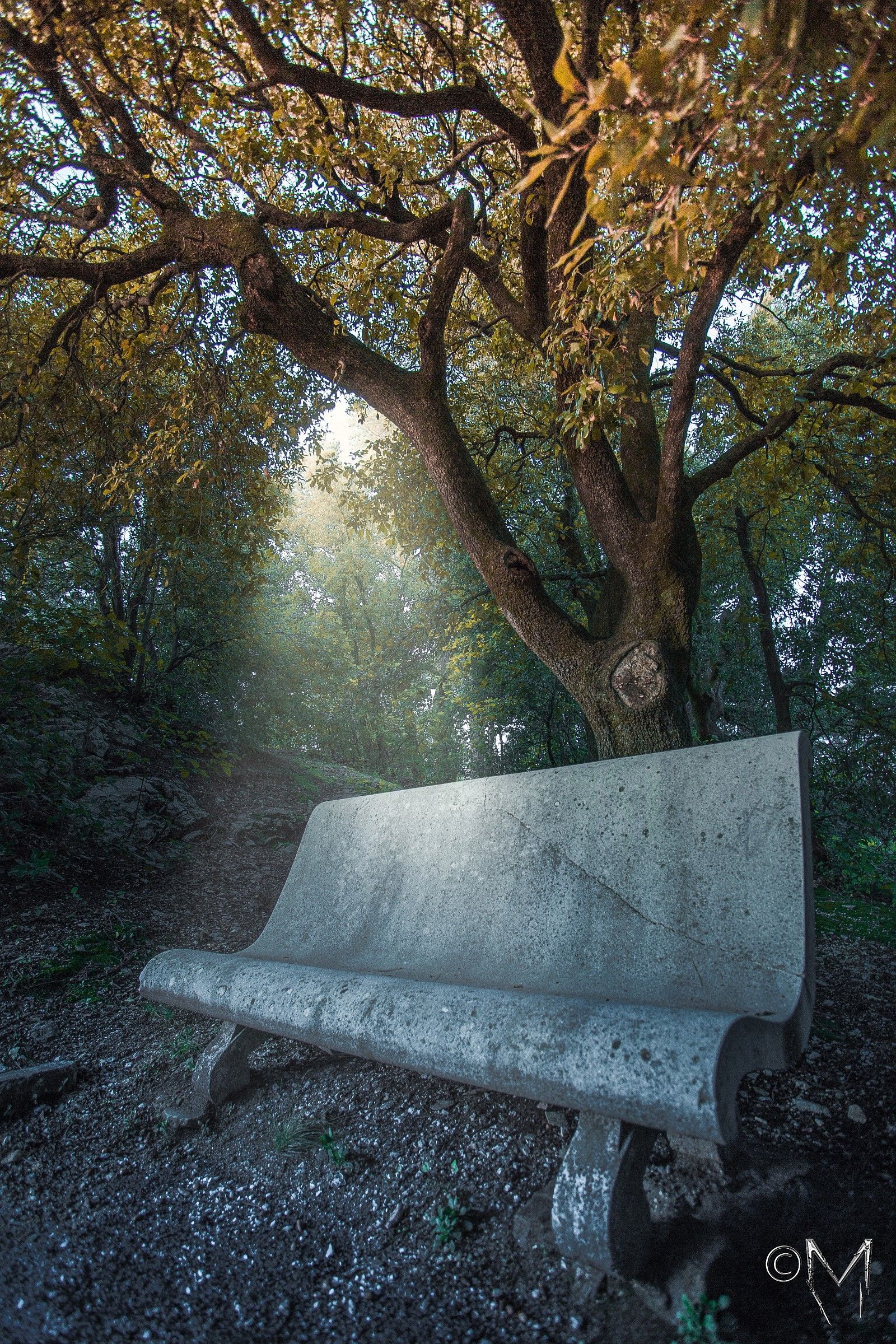 Warm sunshine through the cold...