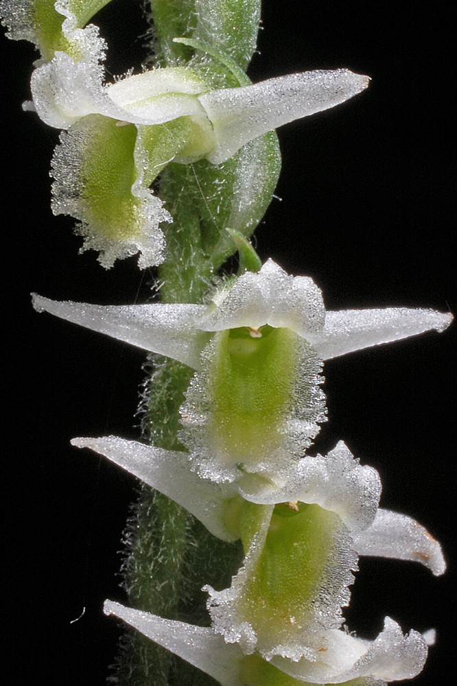 Spiranthes spiralis