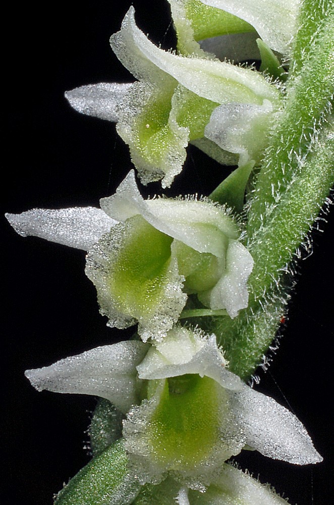 Spiranthes spiralis