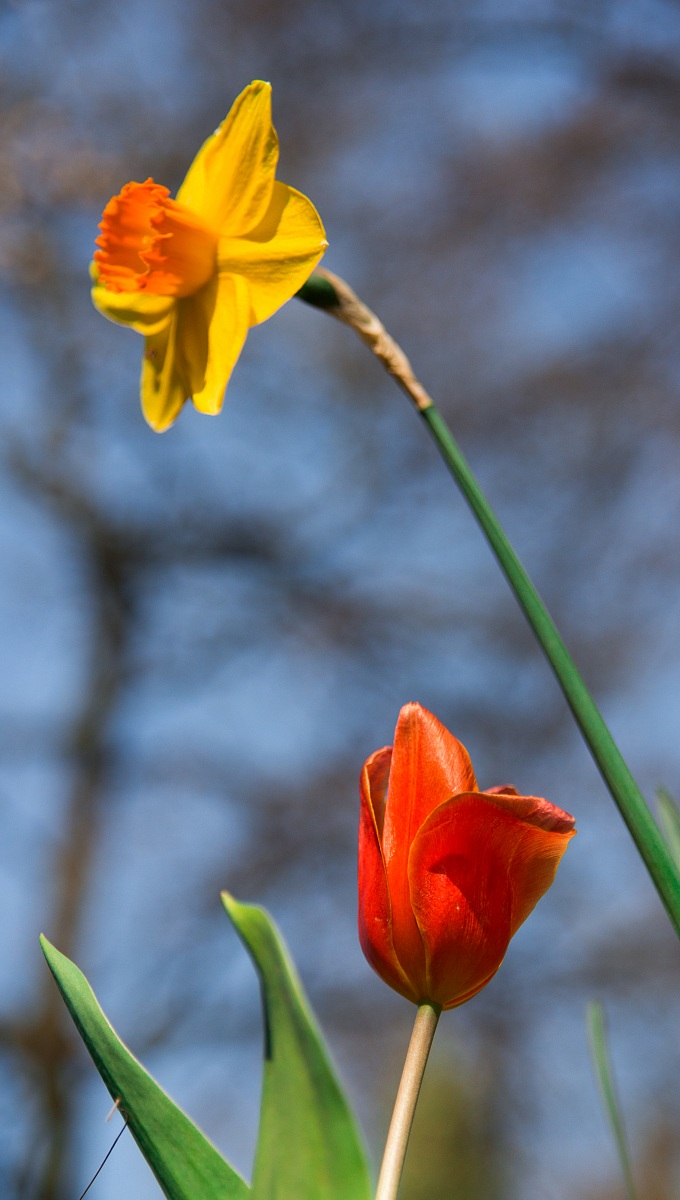 first flowers at the park SigurtÃ