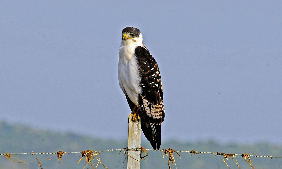 Buteo Rufofuscus