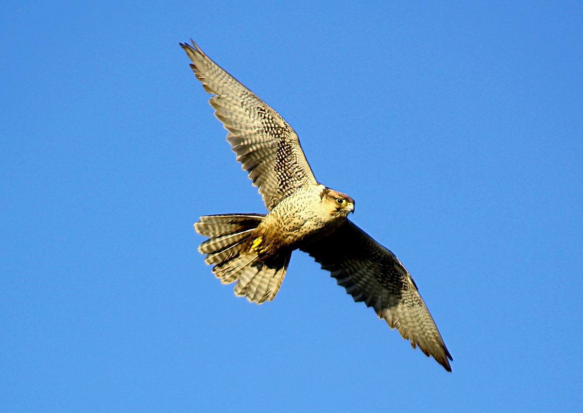 Peregrine Falcon
