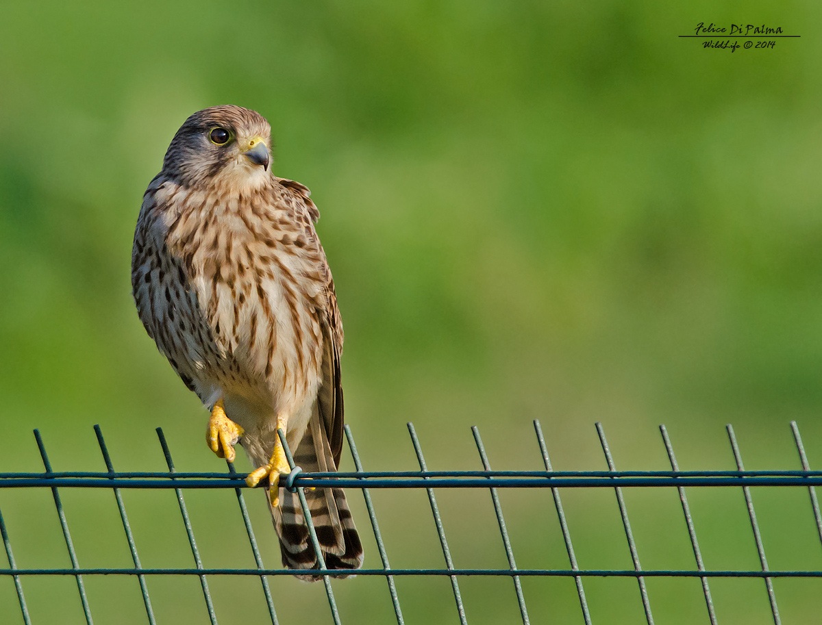 The look of the Kestrel