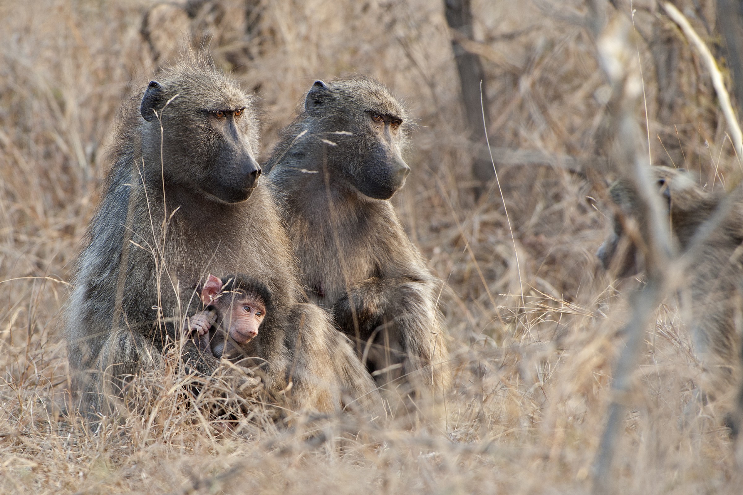 baboon family