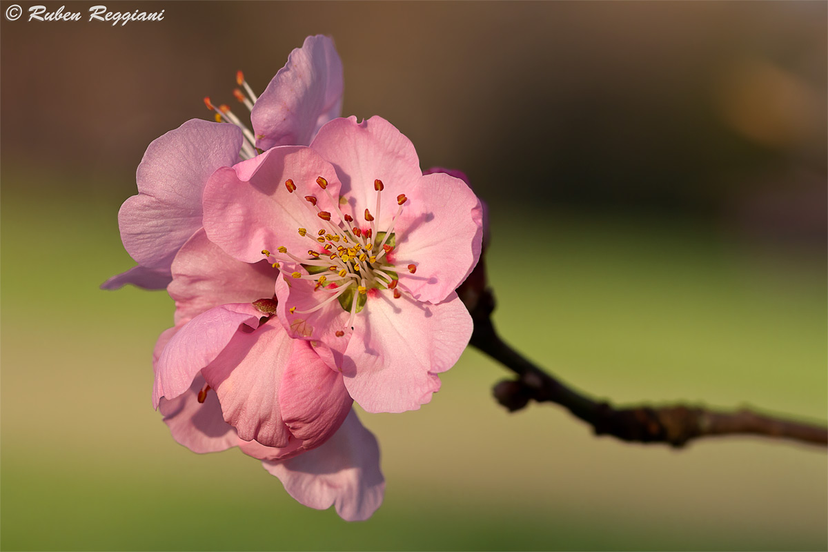 First signs of spring