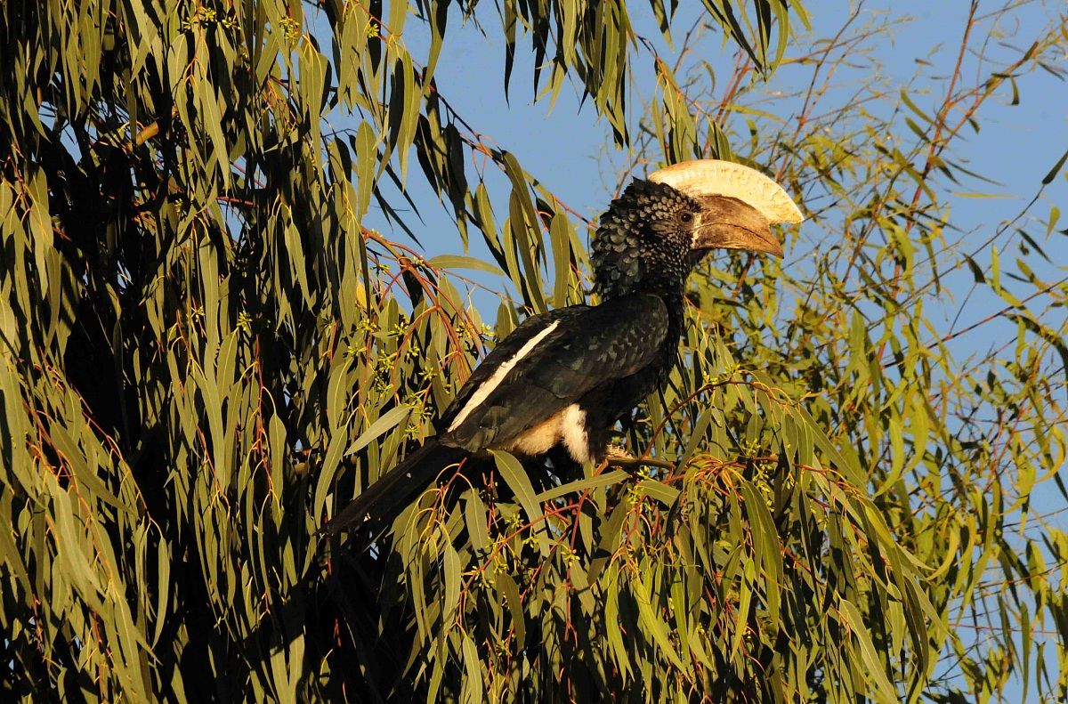 Silvery Cheecked Hornbill - Bycanistes brevis