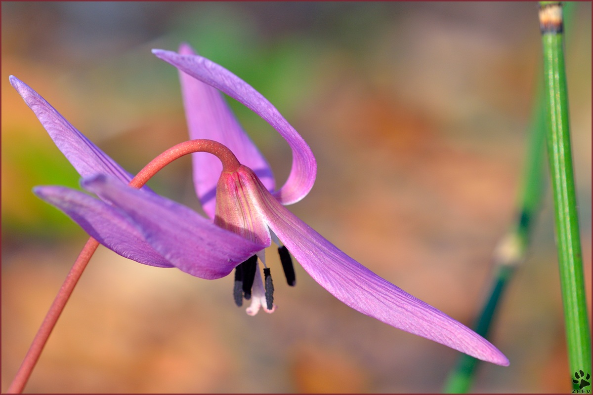 Erythronium dens-canis