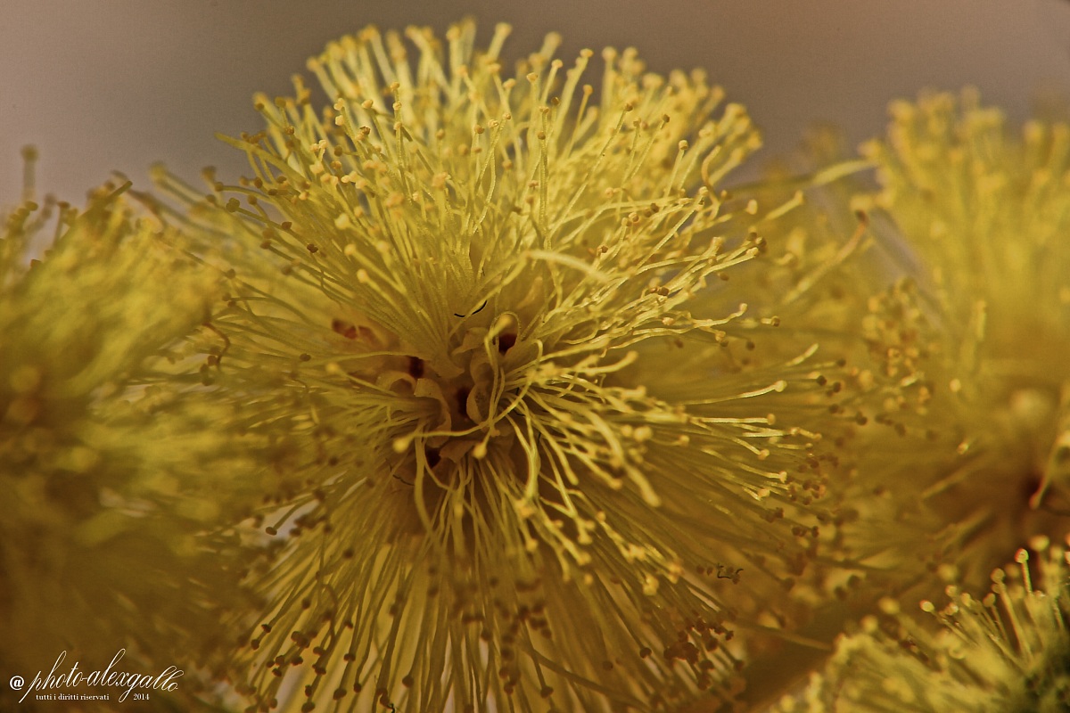 fiore di mimosa