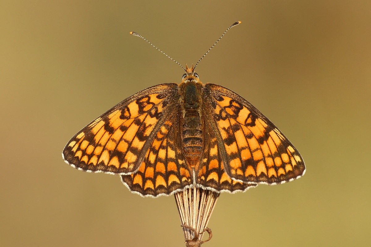 Melitaea phoebe