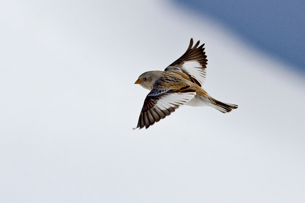Snow Bunting