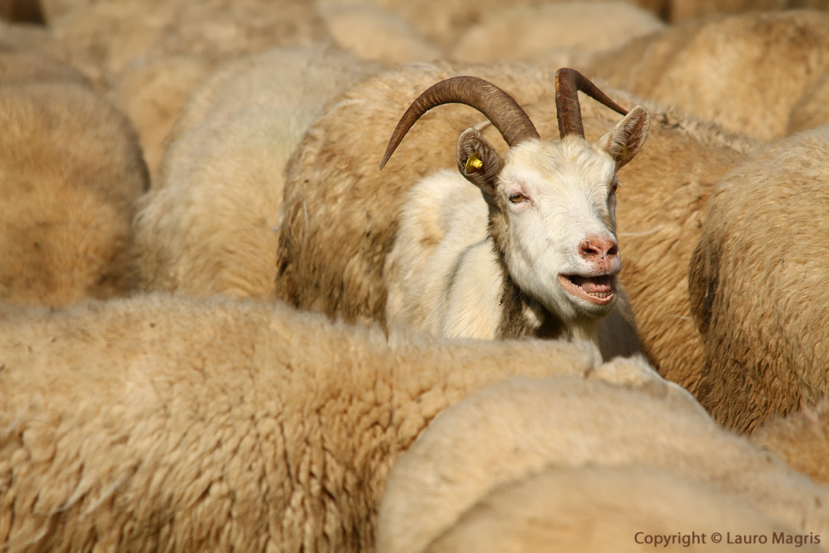 Immerso in un mare di lana