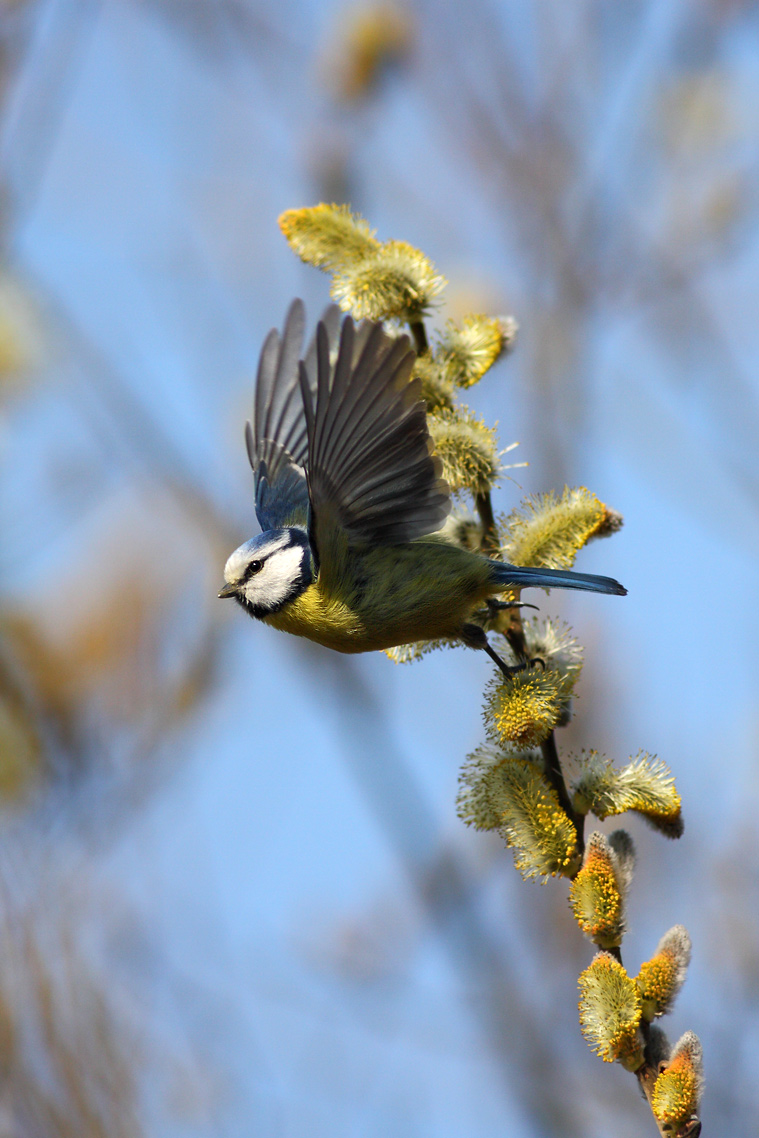 Blue Tit
